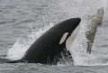 Orca with Elephant Seal